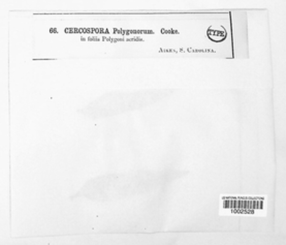 Pseudocercospora polygonorum image